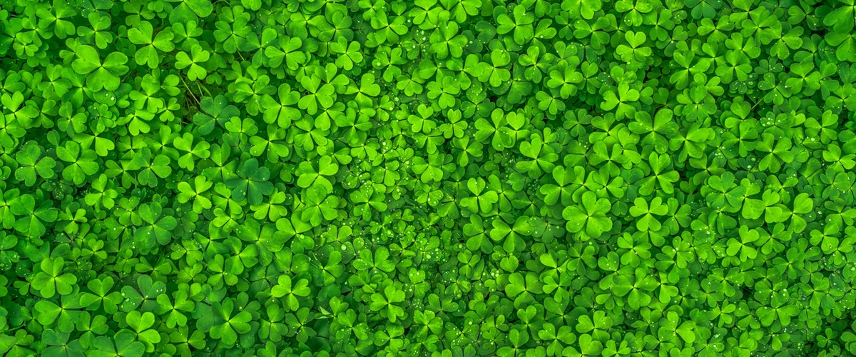 These 6 Green Foods are the Key to a Healthy and Happy Lifestyle